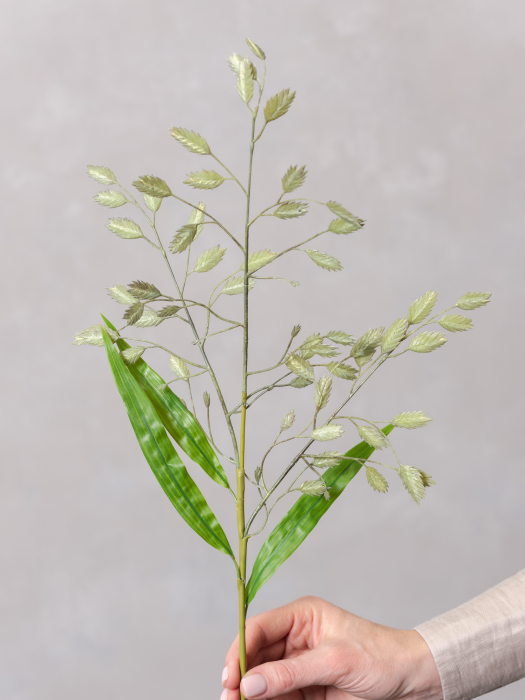 Wild Oat Grass [1]