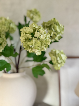 Viburnum Verde [1]