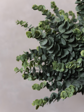 Baby Blue Eucalyptus Artificial [3]