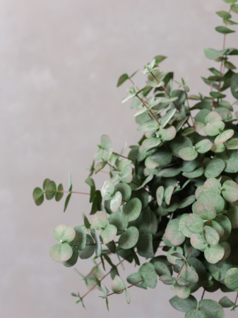 Blush Eucalyptus Artificial [4]