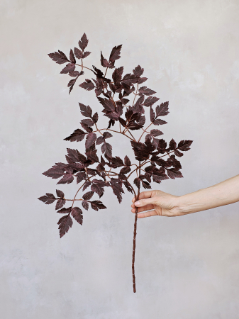 Cimicifuga Artificiala [3]