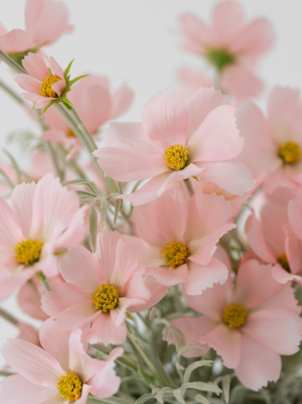 Cosmos Flower roz Artificială [6]