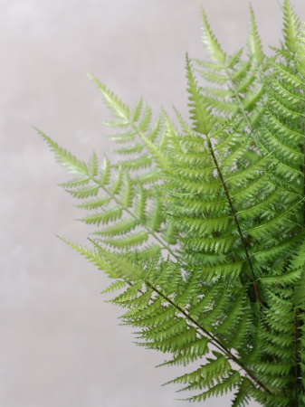 Ferigă Artificială [3]