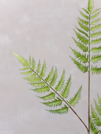 Ferigă Artificială [2]