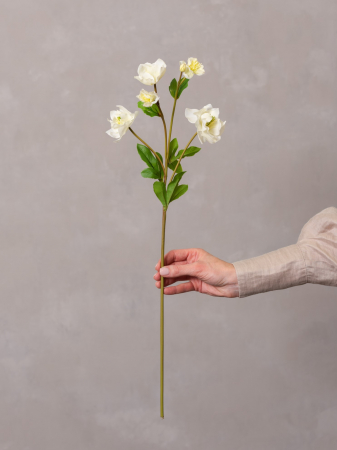 Helleborus Artificial [2]