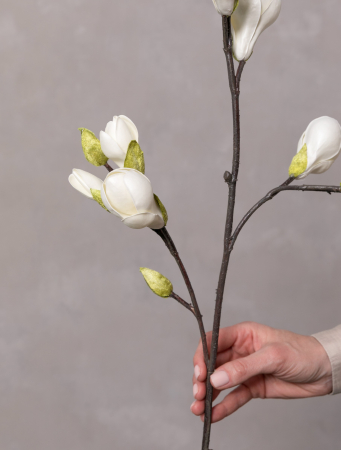 Magnolia Artificială [4]