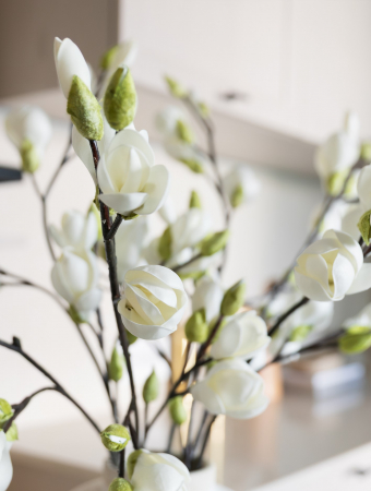 Magnolia Artificială [1]