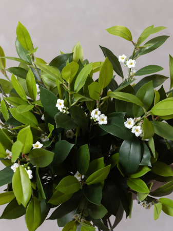 Iasomie Artificială [6]