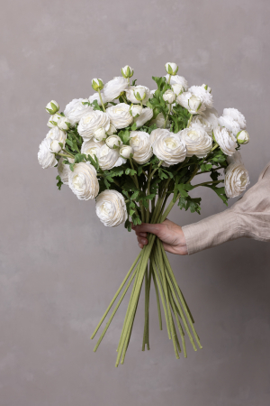 Ranunculus alb (3 flori) [3]