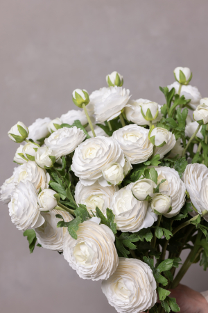Ranunculus alb (3 flori) [4]