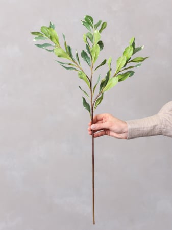 Pittosporum artificial