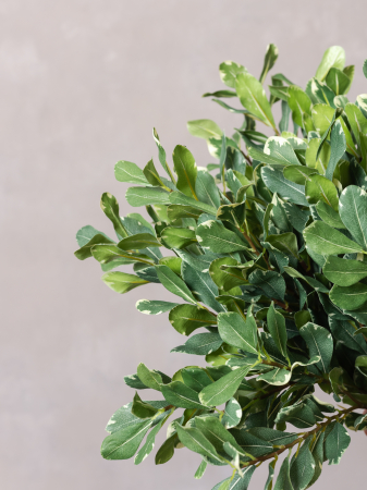 Pittosporum artificial [4]