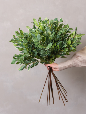 Pittosporum artificial [1]