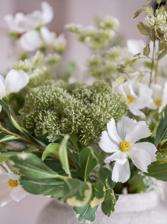 Pittosporum artificial [7]