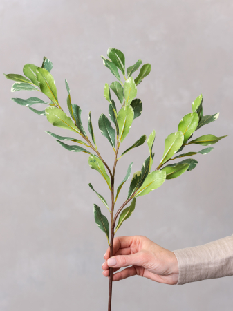 Pittosporum artificial [2]