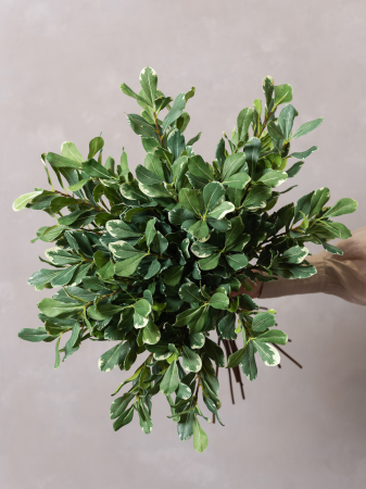 Pittosporum artificial [3]