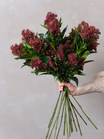 Skimmia Flower Artificială [1]