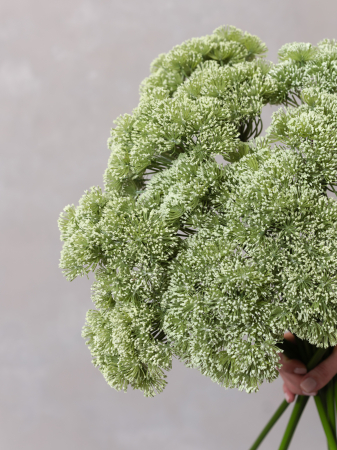 Allium Artificial [4]