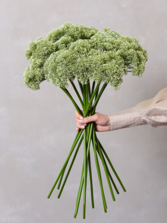 Allium Artificial [1]