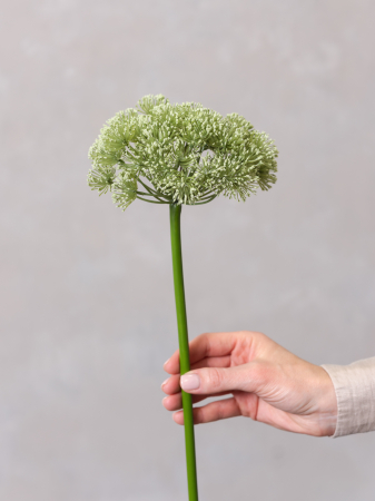 Allium Artificial [2]