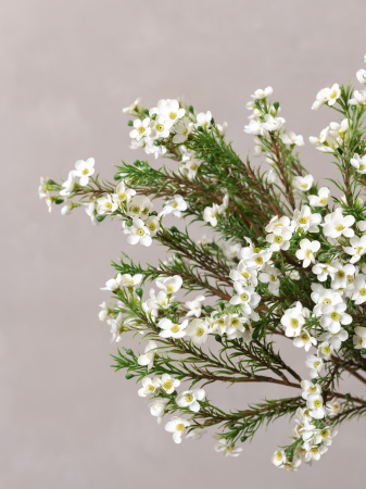 Wax Flower Artificial [4]