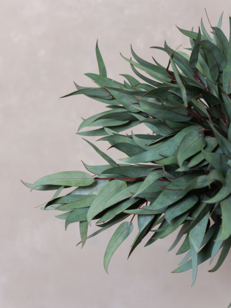 Willow Eucalyptus Artificial [3]