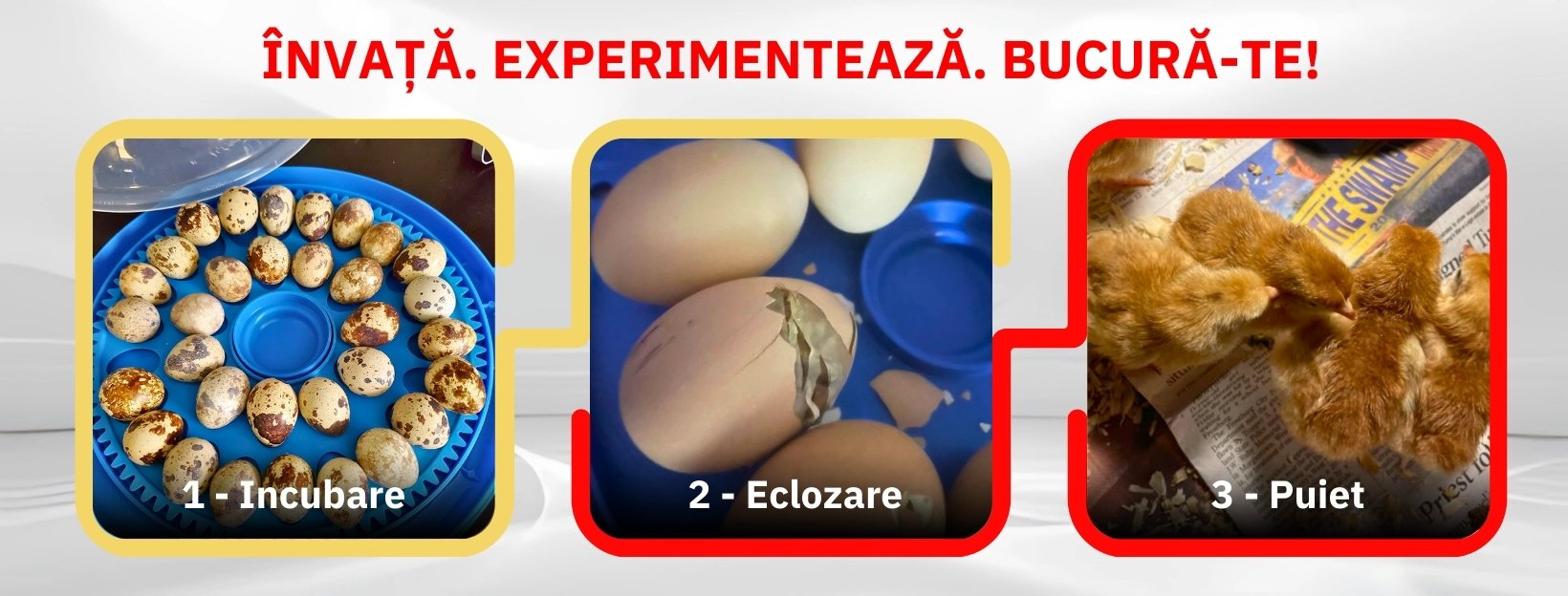 Incubator ideal pentru ouă de găină, rață, curca, gasca și prepeliță