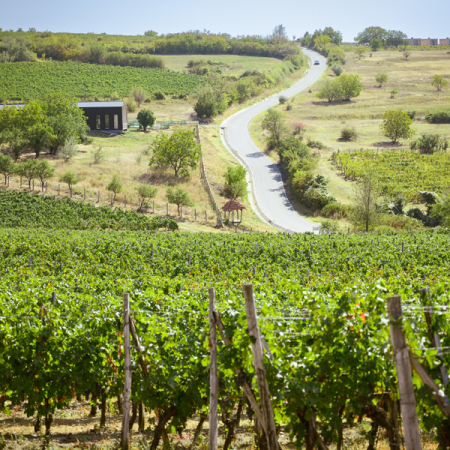 Excursii si Evenimente - Drumul Viilor – Dealu Mare 2024 – Excursie de două zile