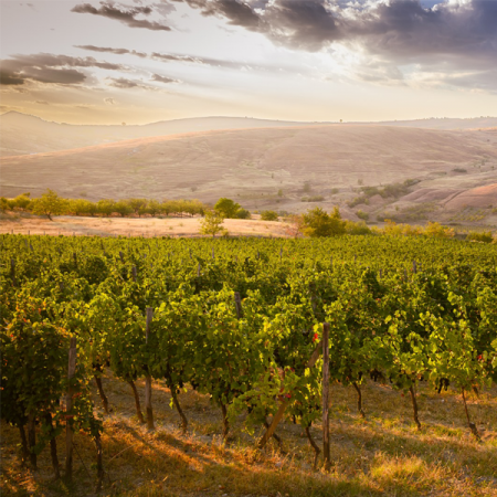 Excursii si Evenimente - Drumul Viilor – Dealu Mare 2024 – Excursie de o zi