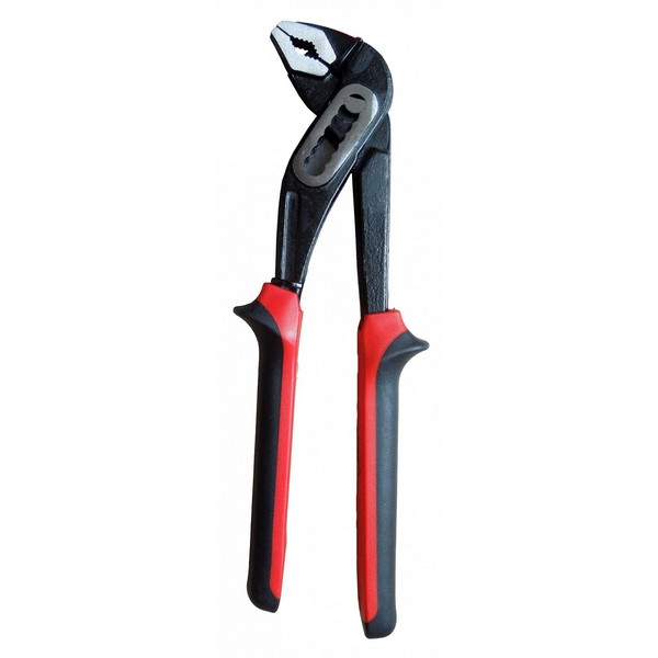 Cleste tip papagal 10" [1]