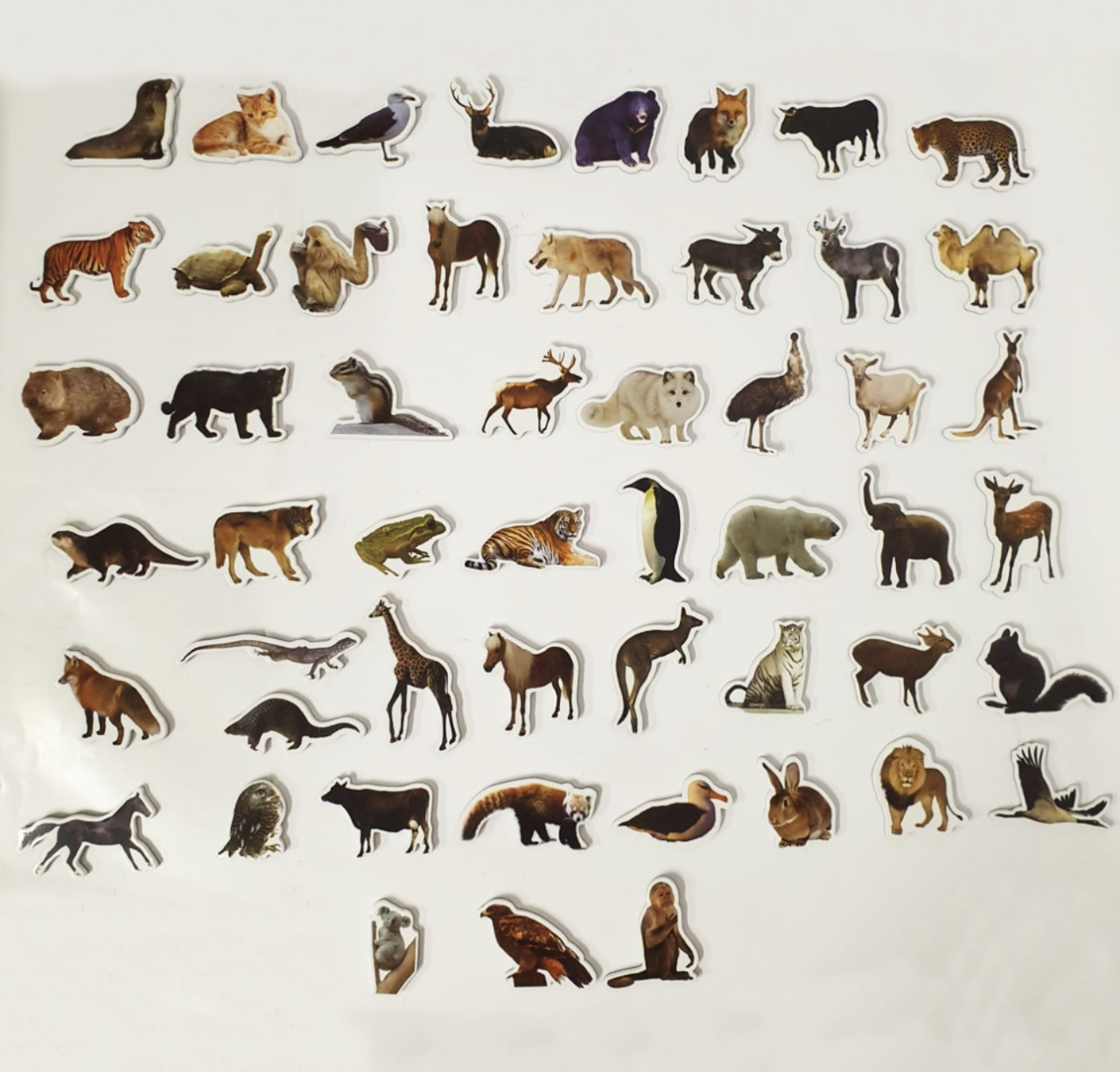 Animale Padure magnetice Piese Educative din Spuma [2]
