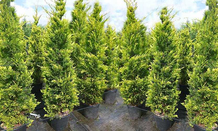 Cupressocyparis Leylandii: Eleganță Verde în Grădină