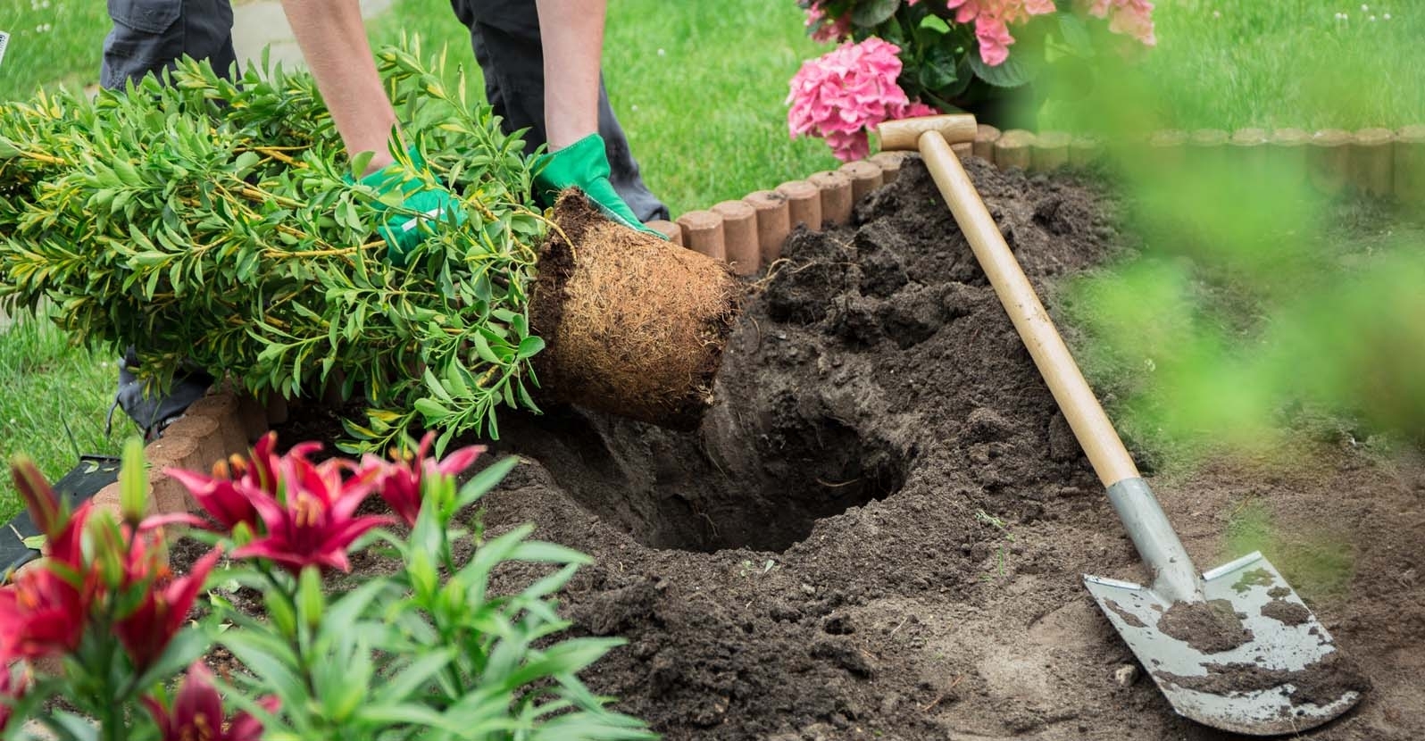 Secretele Plantării Arbustilor de Exterior: Cum să Îți Îmbogățești Grădina cu Plante Uimitoare