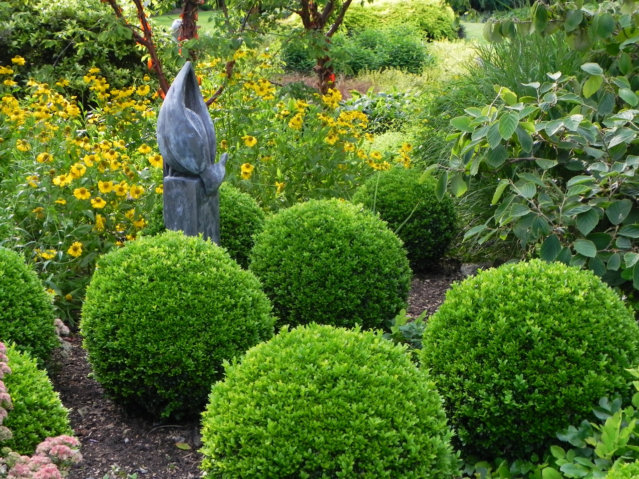 Buxus: Frumusețe și Eleganță În Grădina Ta