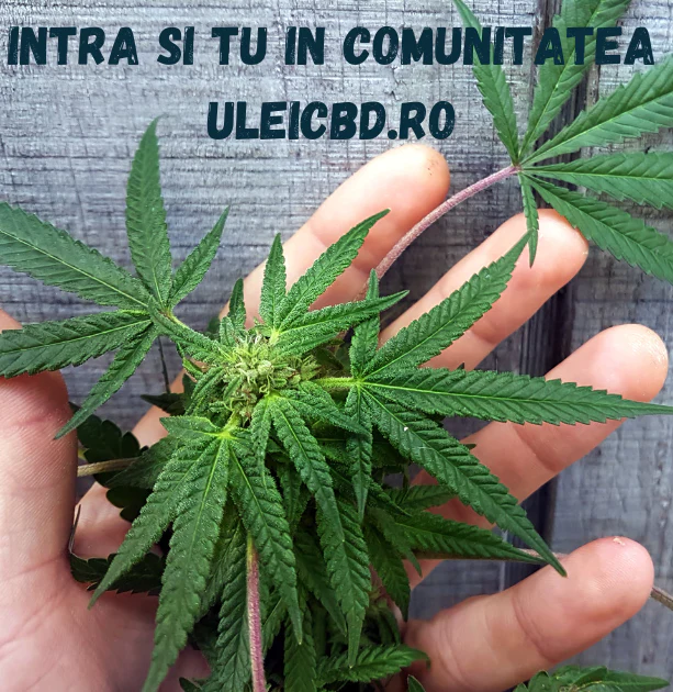 UleiCBD.Ro Nu Este Un Simplu Shop. <br>
Crestem Impreuna O Comunitate.