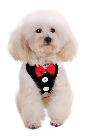 Accesorii animale de companie - Vesta cu nasturi si papion + lesa MDL-32negru