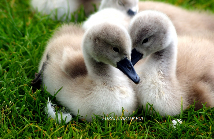 Furaj  complet pentru rate si gaste 0-3 saptamani DUCK   granulat  Premium 200kg+ 40kg inclus in pret [1]