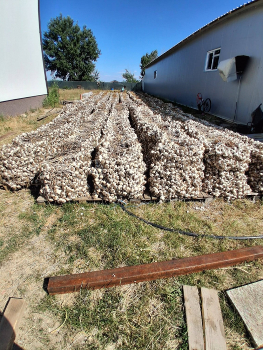 usturoi romanesc [2]