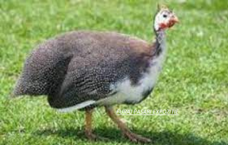 Furaje Păsări Expoziție - Furaj pasari expozitie Austru 1&2 brizura, fazani, struti, emu, bibilici, potarnichi, 0-6 luni, proteina 19,5 %,   granulat  Premium 125kg