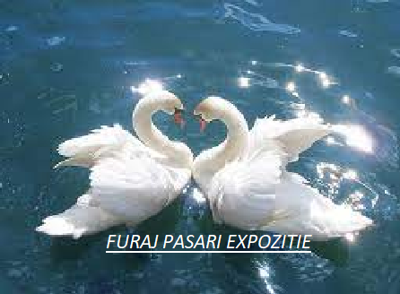Furaj pasari expozitie Austru 1&2 brizura, fazani, struti, emu, bibilici, potarnichi, 0-6 luni, proteina 19,5 %,   granulat  Premium 125kg [3]