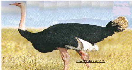 Furaj pasari expozitie Austru 1&2 brizura, fazani, struti, emu, bibilici, potarnichi, 0-6 luni, proteina 19,5 %,   granulat  Premium 125kg [2]