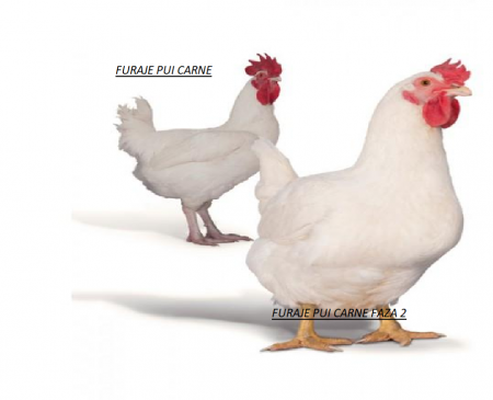 Furaje Pui - Furaj Pui Faza 2 granulat  PUI CARNE 350kg