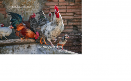 Furaje Pui - Furaj Pui Faza 2 granulat  rasă mixtă 100kg+ 25kg INCLUS IN PRET