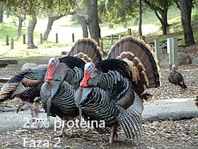 Produse - Furaj Curcan faza 2 granulat 250kg. Reducere 50 lei !