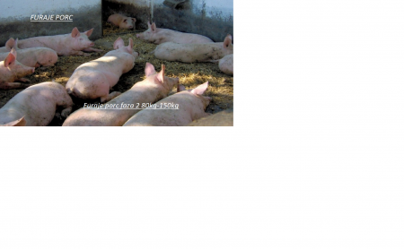 Furaje porci - Furaje Porc Granulat Faza 2 Intensiv        100kg+ 25kg INCLUS IN PRET