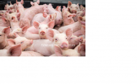 Furaje Porc Granulat intarcare-sacrificare 660kg. OFERTA SAPTAMANII ! Furaje porci - Furaje Porc Granulat intarcare-sacrificare 660kg. OFERTA SAPTAMANII !