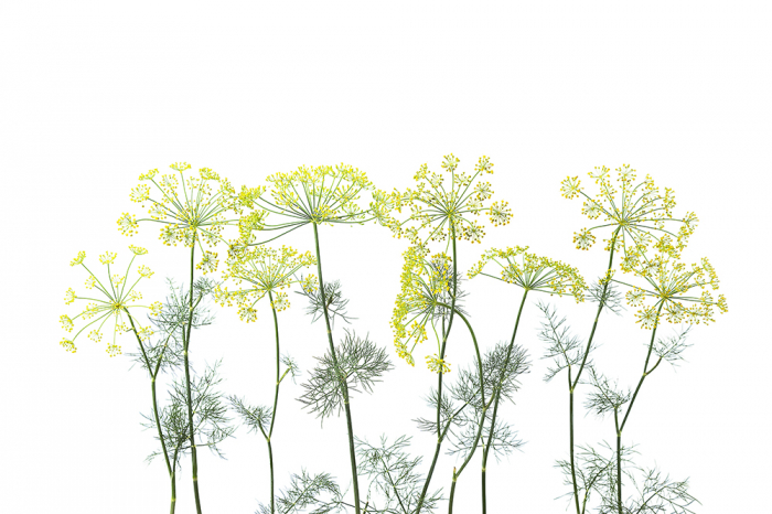 Tapet CROWN OF DILL [2]
