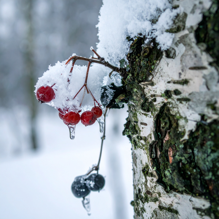 Lumânare parfumată Frozen Grove [3]