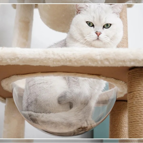 Ansamblu de Joaca pentru Pisici - 120 cm, cu Cuib, Tunel, Bol Transparent, Crem [5]