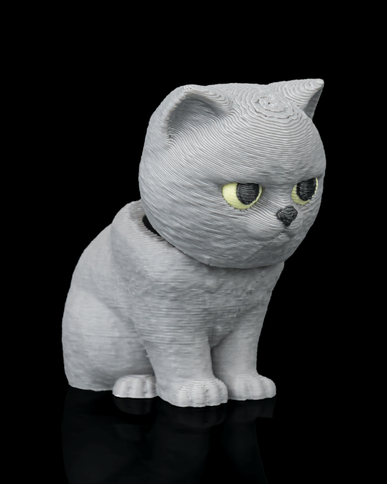 British shorthair [4]
